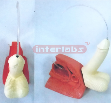 MALE CATHETERISATION MODEL